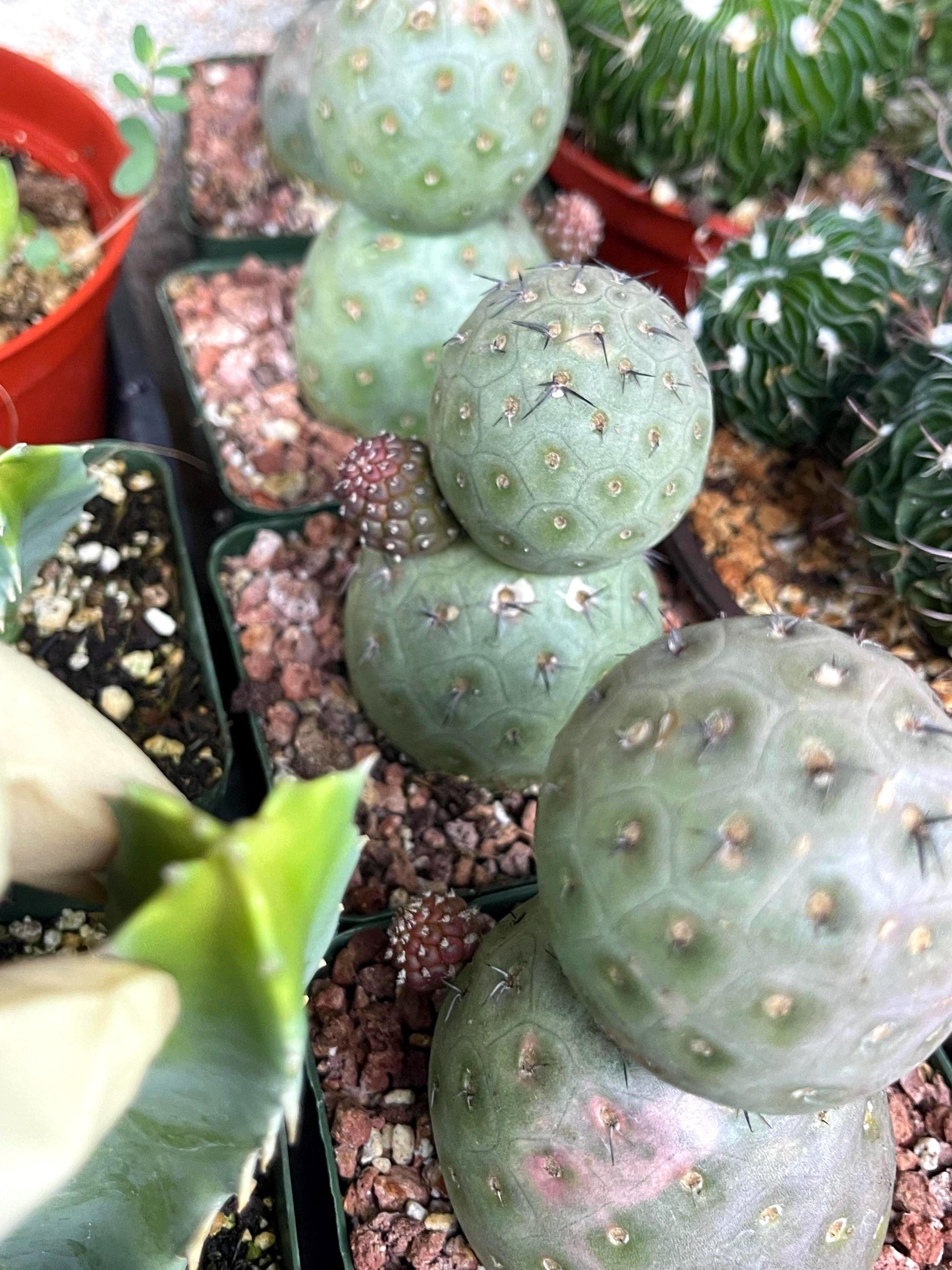 Tephrocactus Geometricus | live Cactus