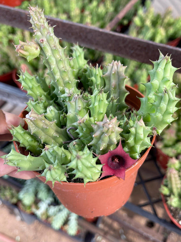 Huernia Schneideriana | Huernia Macrocarpa | Lifesaver | Rare succulent