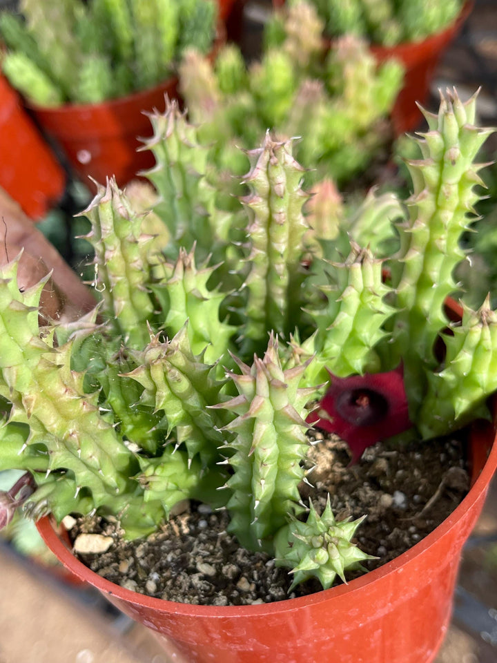 Huernia Schneideriana | Huernia Macrocarpa | Lifesaver | Rare succulent