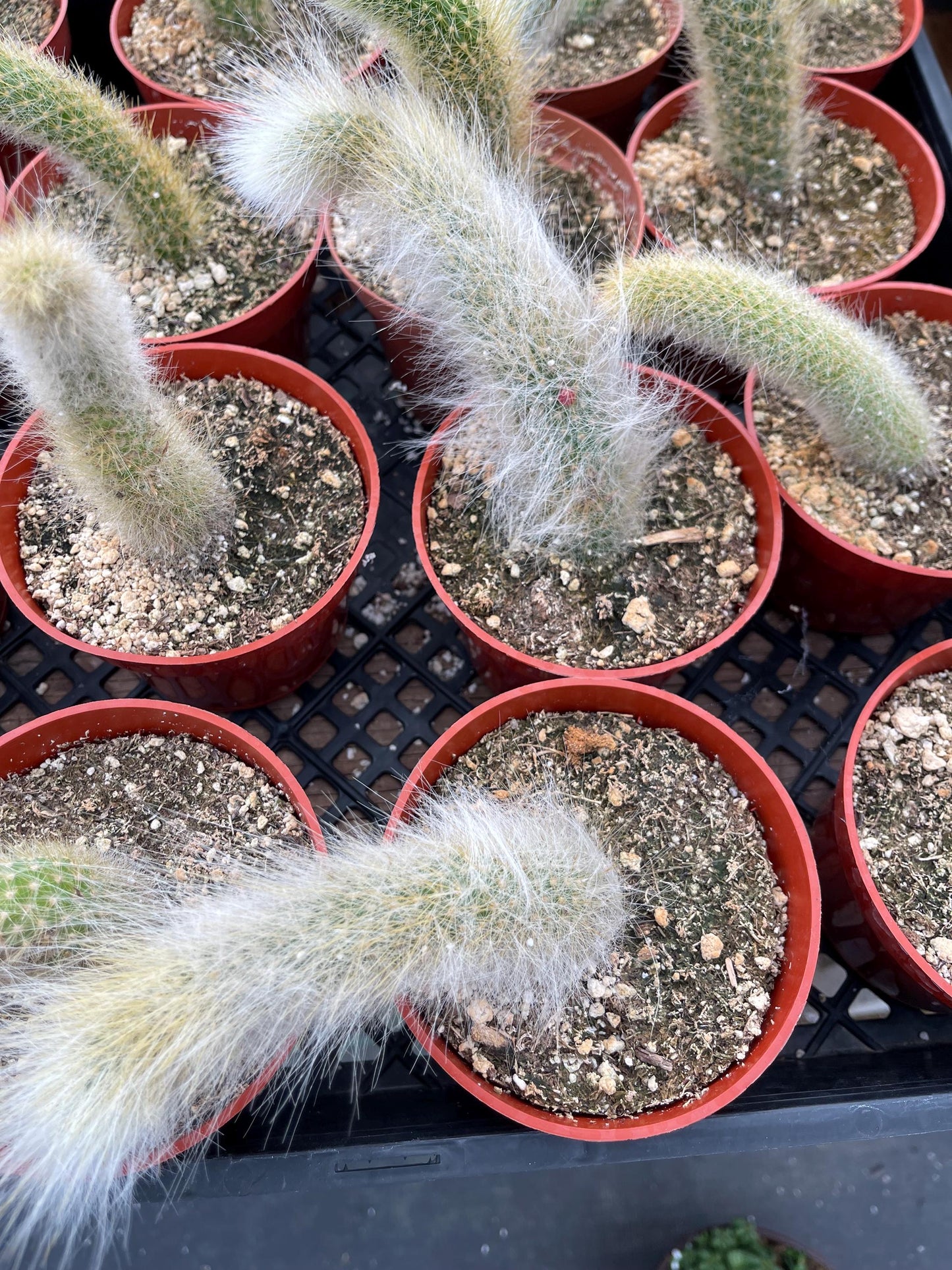 Monkey Tail Cactus | Hildewintera Colademononis | Rare cactus