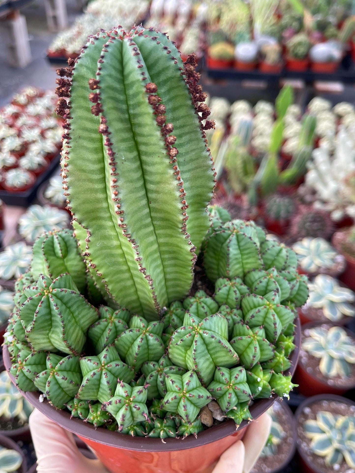 Tanzania Zipper Euphorbia Anoplia | Cactus with Pups | Rare Cactus