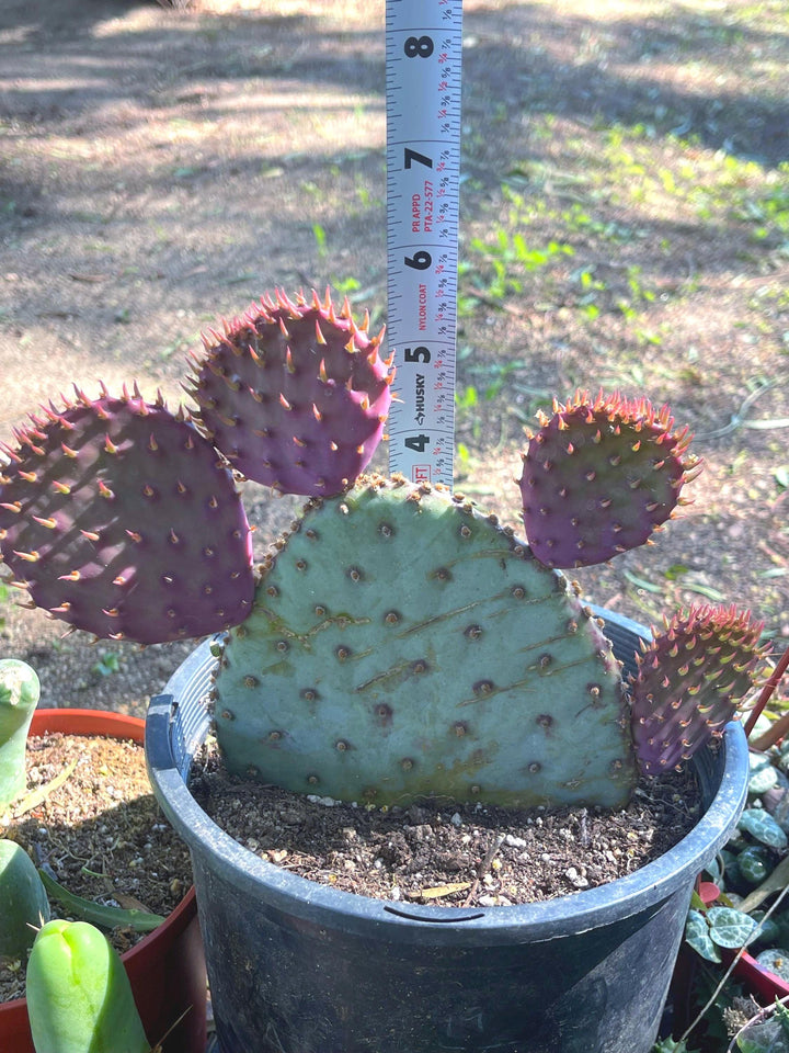 Santa Rita Pads | Prickly Pear Cactus | Cactus Plant | Cactus for sale