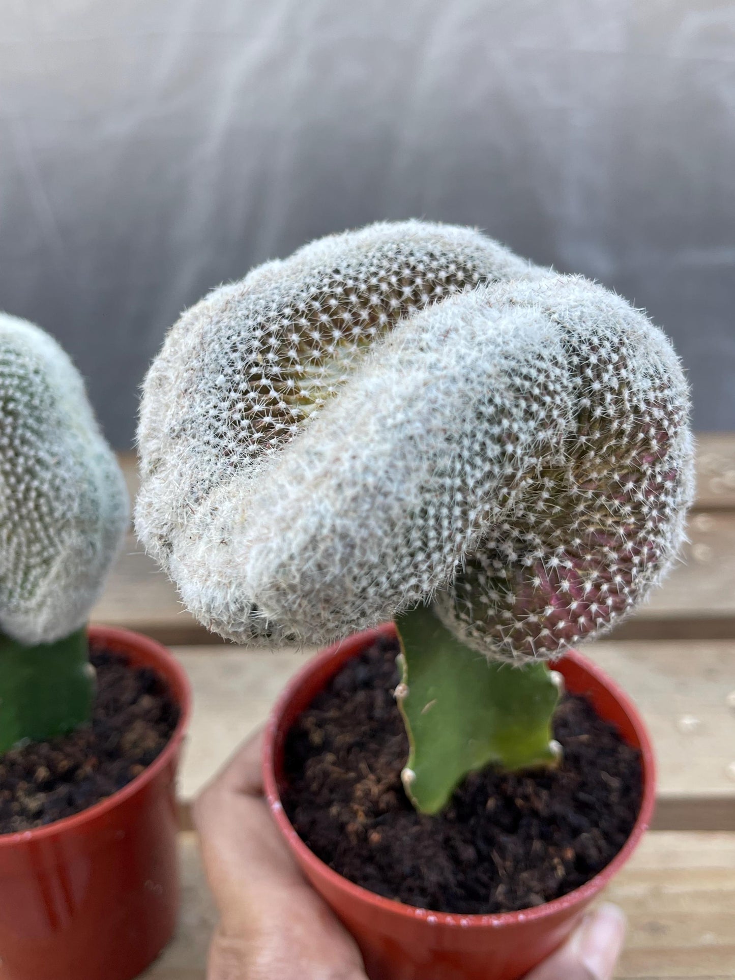 Crest Grafted Mammillaria Geminispina | Rare Cactus | Live Plant