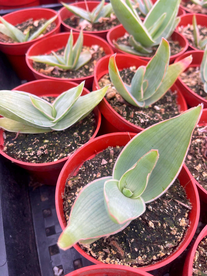 Coral Aloe Striata | Live Aloe | Live Plant