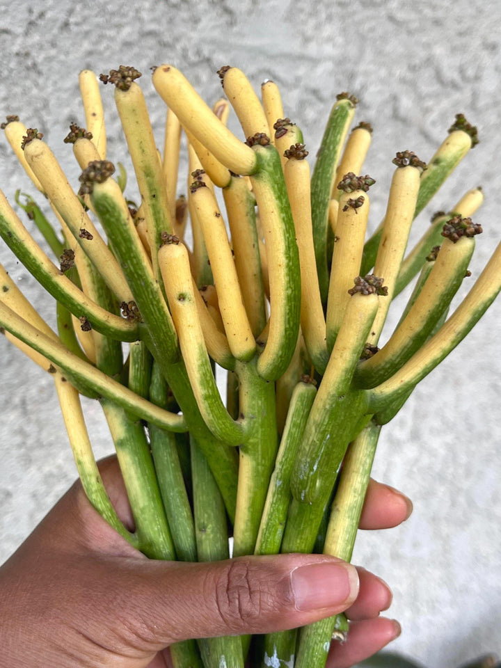 Fire Stick bushy cutting/clipping | Euphorbia Tirucalli | Pencil cactus | live succulent