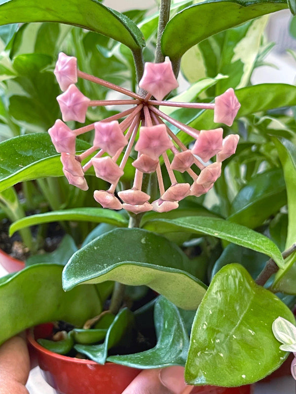 4” Hoya Krinkle | String Plants | Live Plant | House Plant