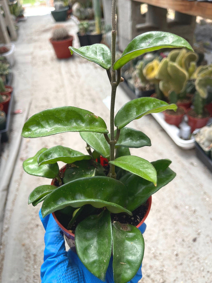 4” Hoya Krinkle | String Plants | Live Plant | House Plant