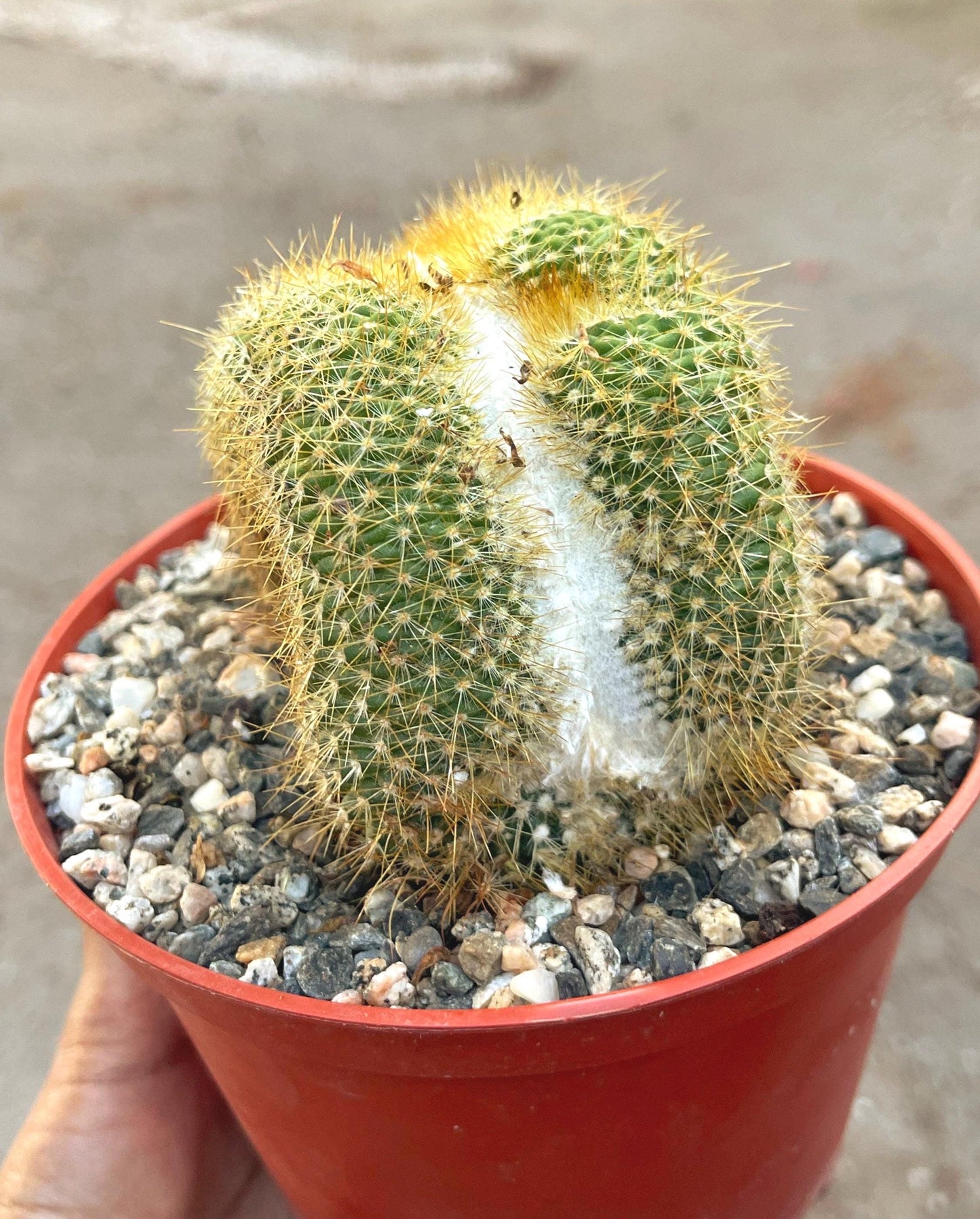 Parodia Leninghausii f. Cristata | Rare Item | Live Succulent