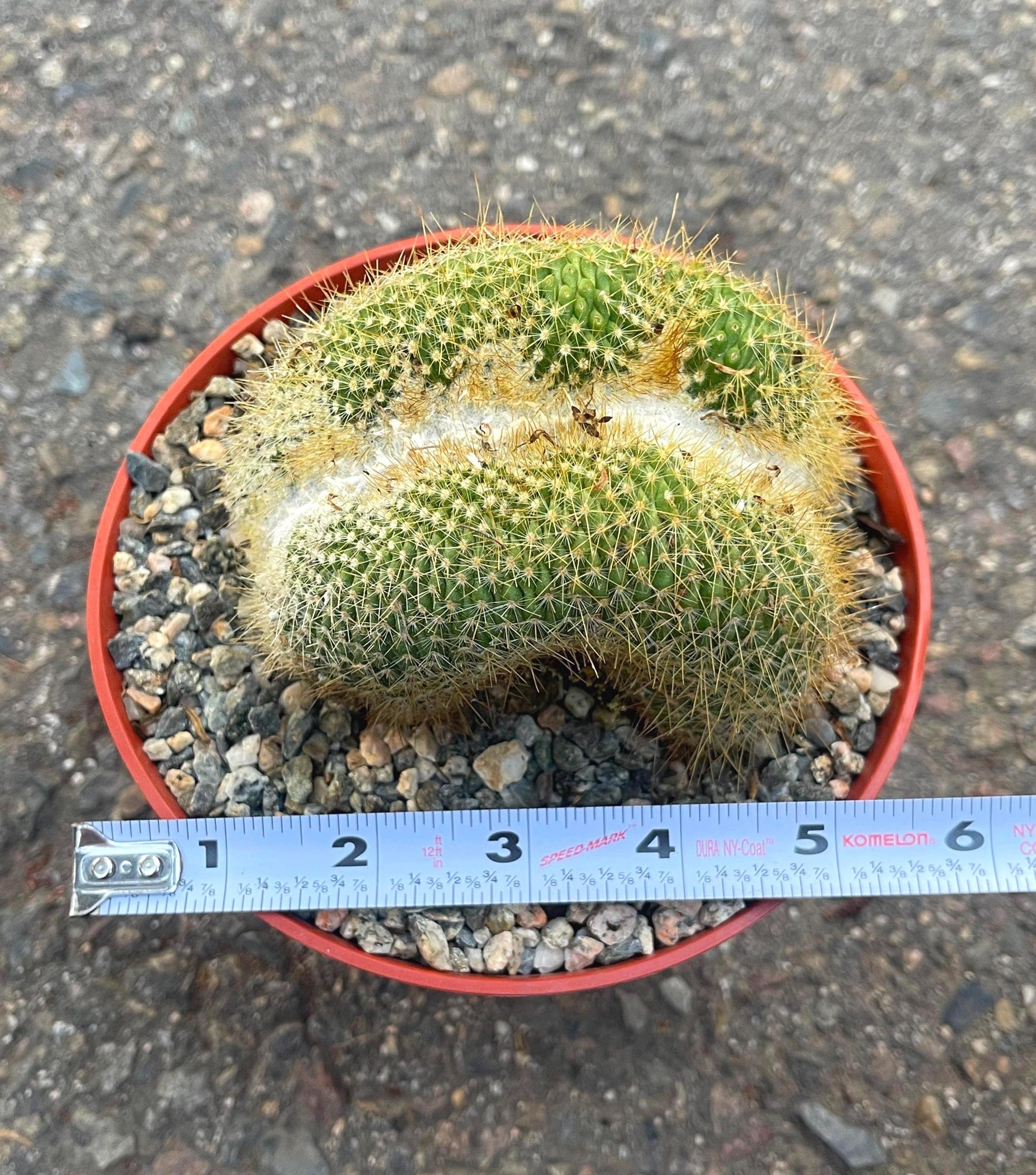 Parodia Leninghausii f. Cristata | Rare Item | Live Succulent