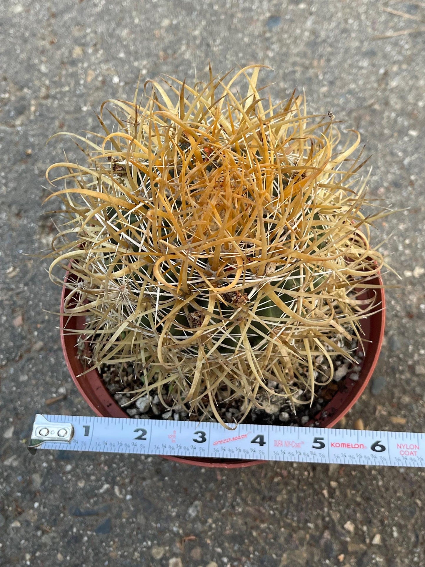 Ferocactus Chrysacanthus | Live Cactus | Live Plant