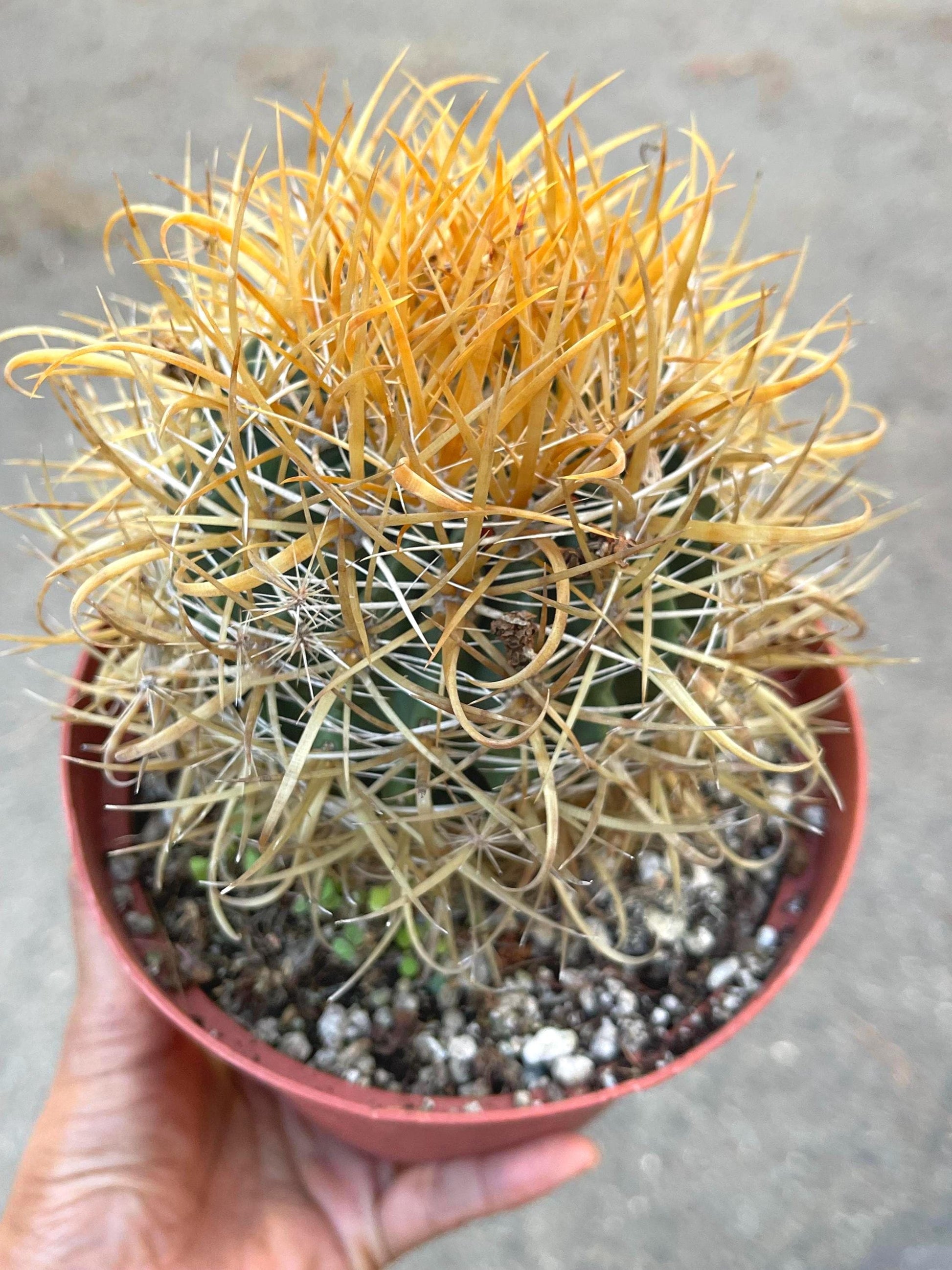 Ferocactus Chrysacanthus | Live Cactus | Live Plant