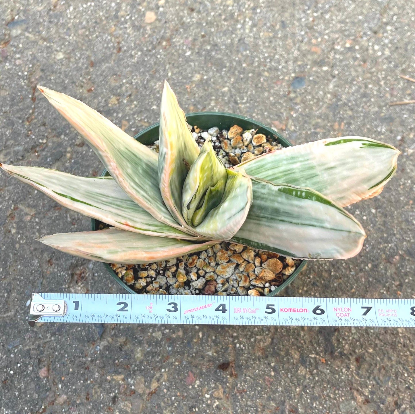 Gasteria Hybrids | Rare Succulent | Live Plant