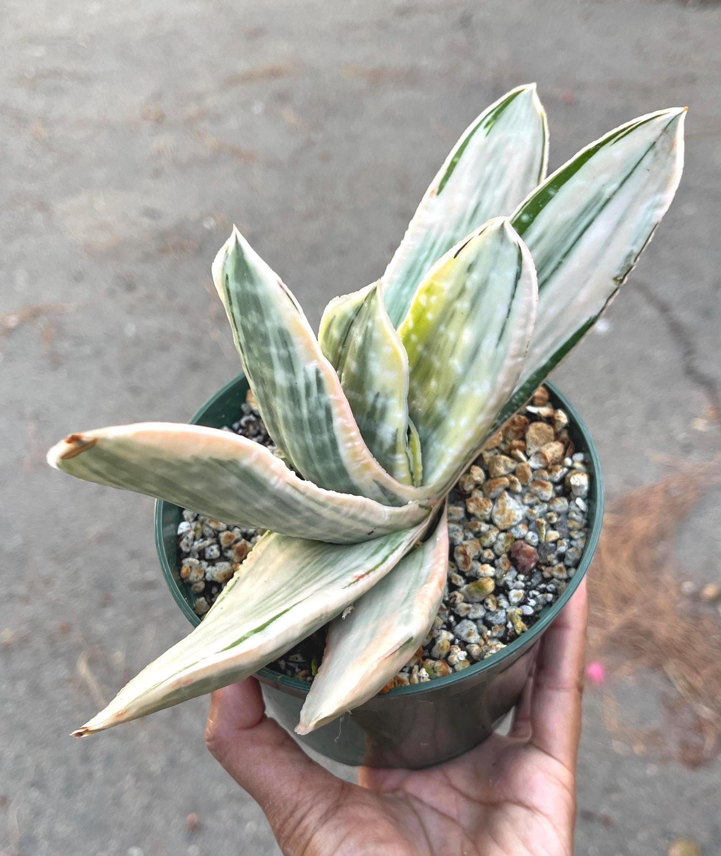 Gasteria Hybrids | Rare Succulent | Live Plant