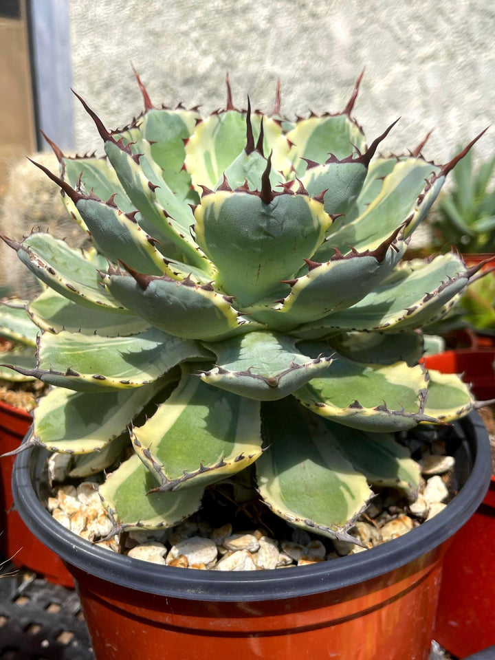 Variegated Agave potatorum Kichijokan with pup | Rare Agave