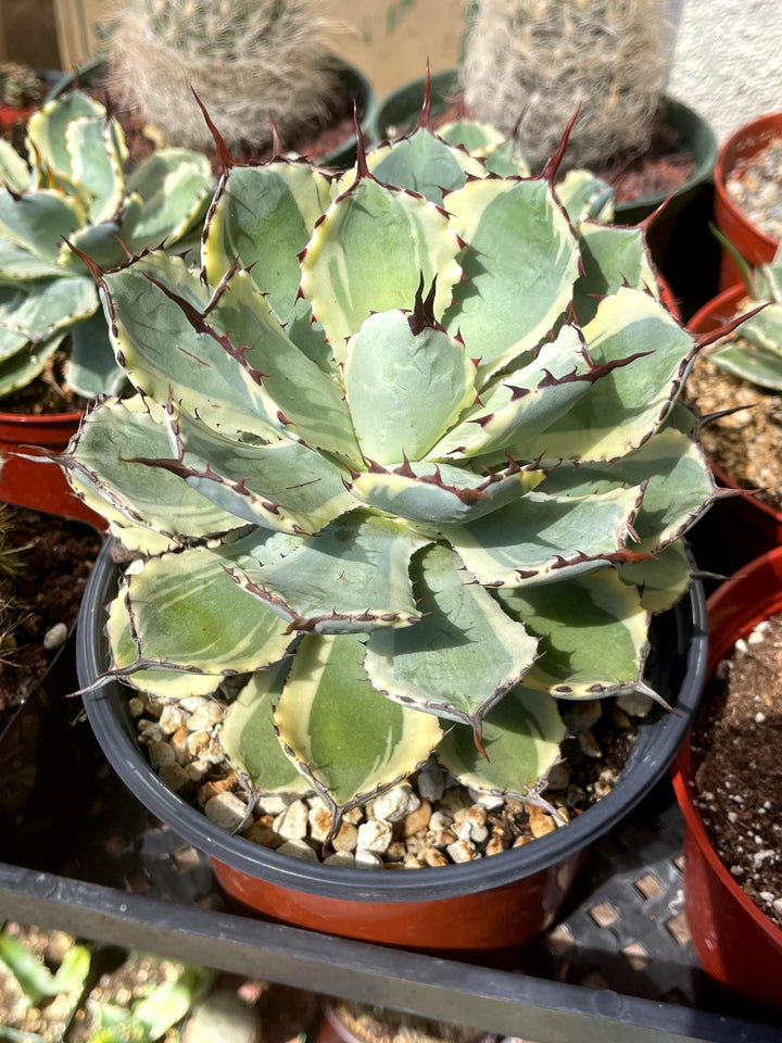 Variegated Agave potatorum Kichijokan with pup | Rare Agave