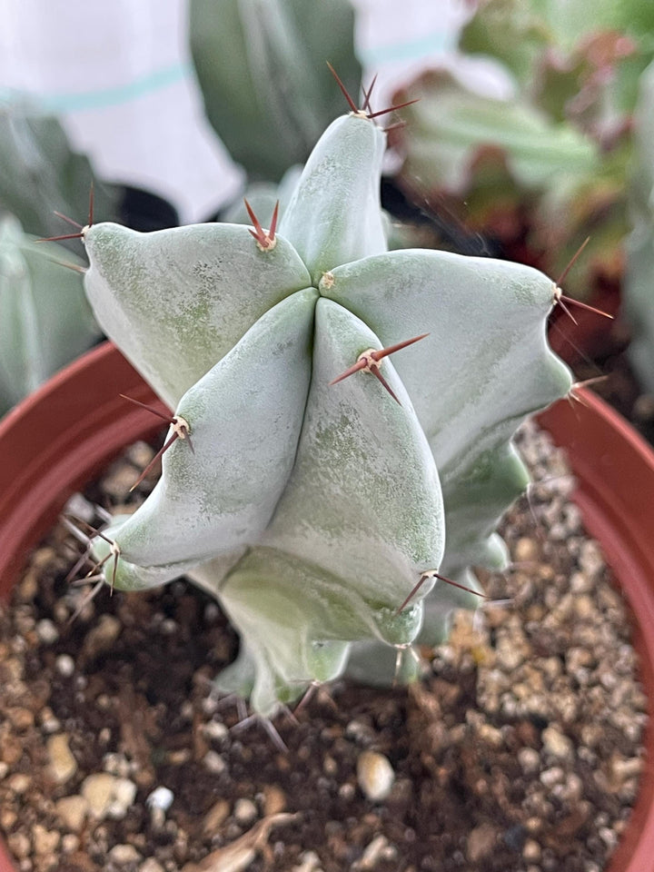 Stenocereus pruinosus spiralis (Gray Ghost Organ Pipe, Spiral Form