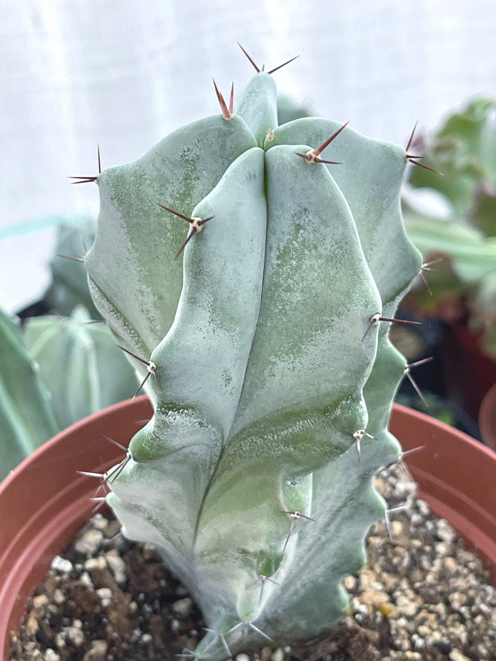 Stenocereus pruinosus spiralis (Gray Ghost Organ Pipe, Spiral Form