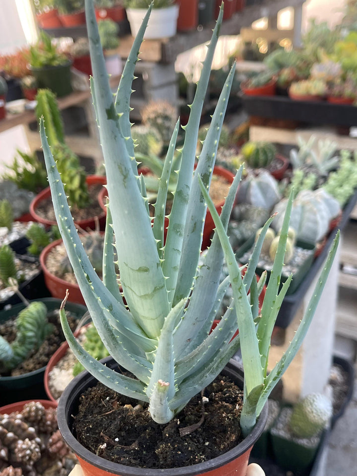 Aloe Blue Elf | Live Plant | Live Aloe