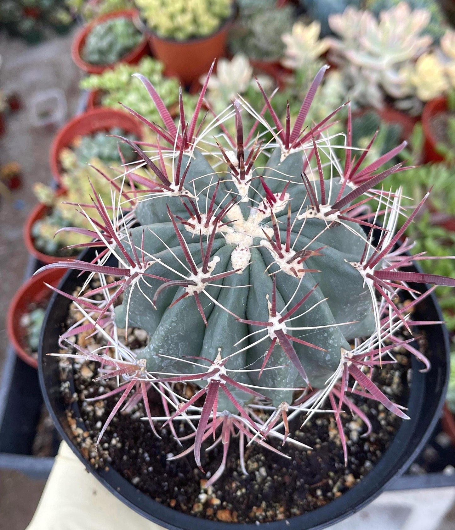 Ferocactus gracilis coloratus | Red Barrel Cactus | Rare Cactus | Live Plant