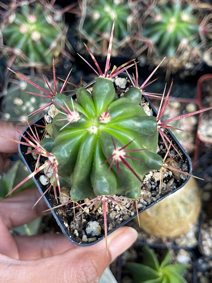 Ferocactus gracilis coloratus | Red Barrel Cactus | Rare Cactus | Live Plant