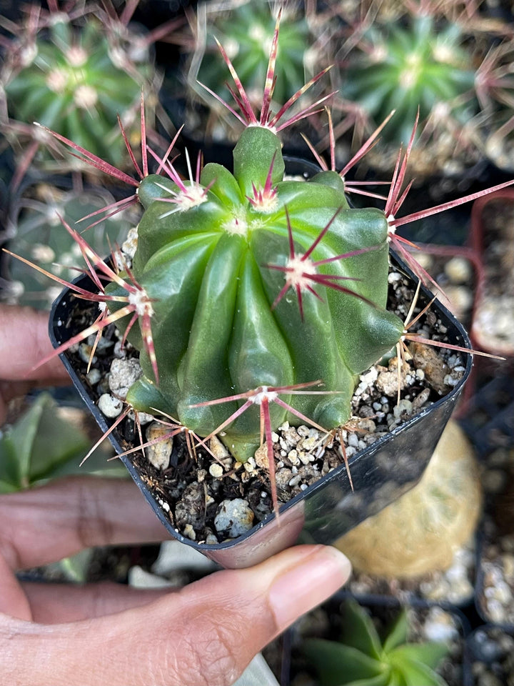 Ferocactus gracilis coloratus | Red Barrel Cactus | Rare Cactus | Live Plant