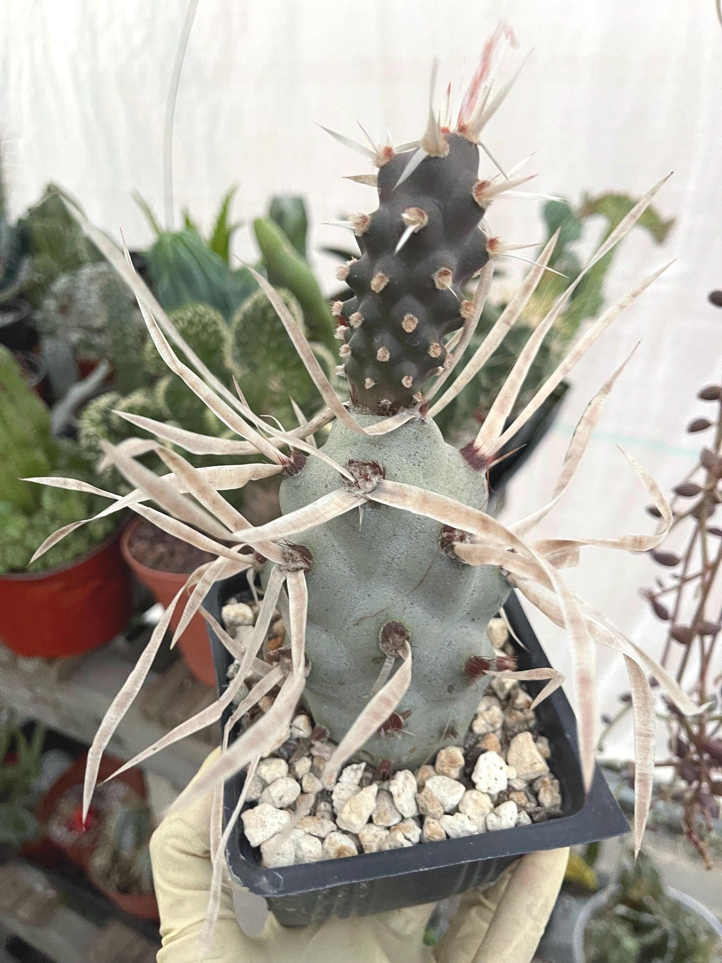 5” Tephrocactus articulatus | Paper Spine Cactus | Live Cactus