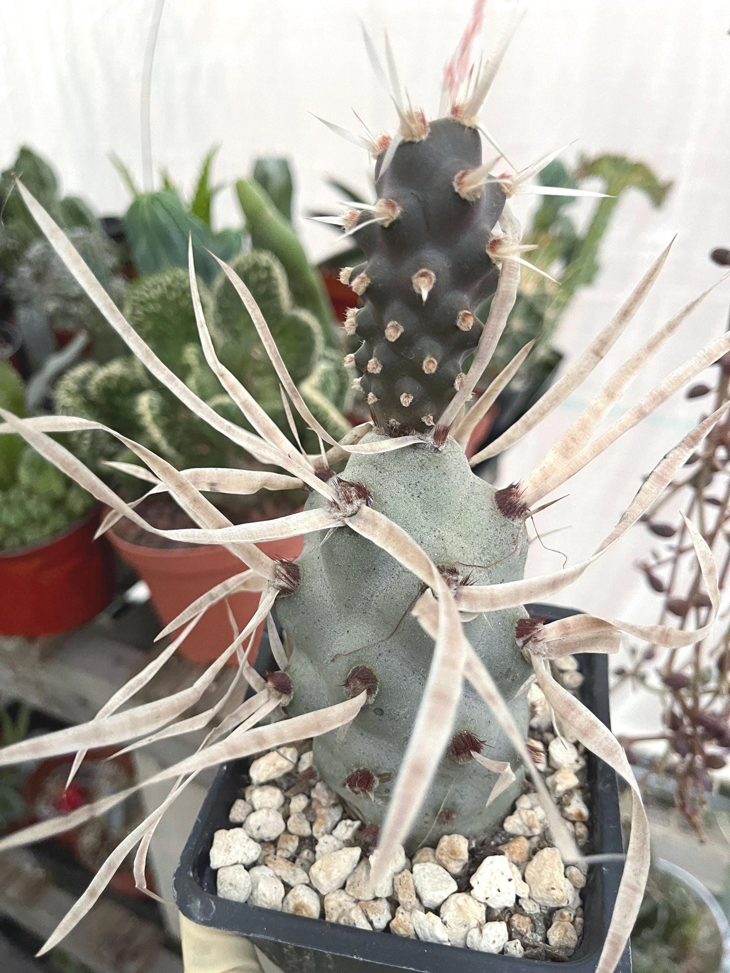 5” Tephrocactus articulatus | Paper Spine Cactus | Live Cactus