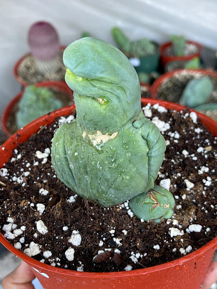 Crested Cactus | Live Plant | Rare Plant | Live Cactus