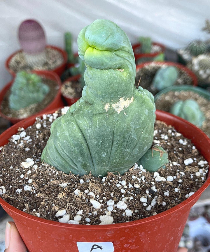 Crested Cactus | Live Plant | Rare Plant | Live Cactus