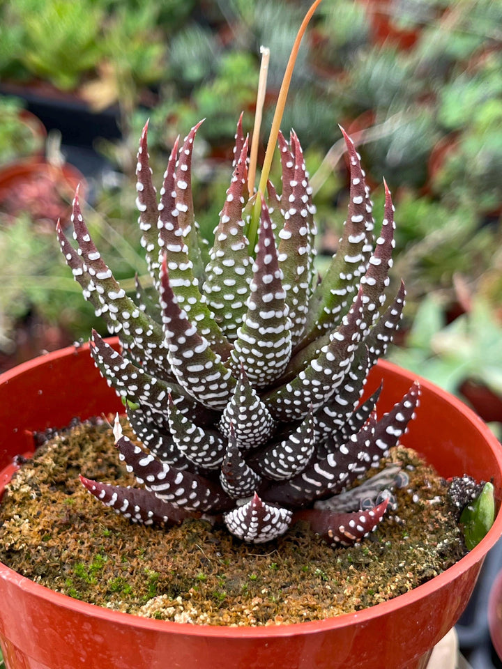 4” Haworthia Reinwardtii | Live Succulent | Live Plant