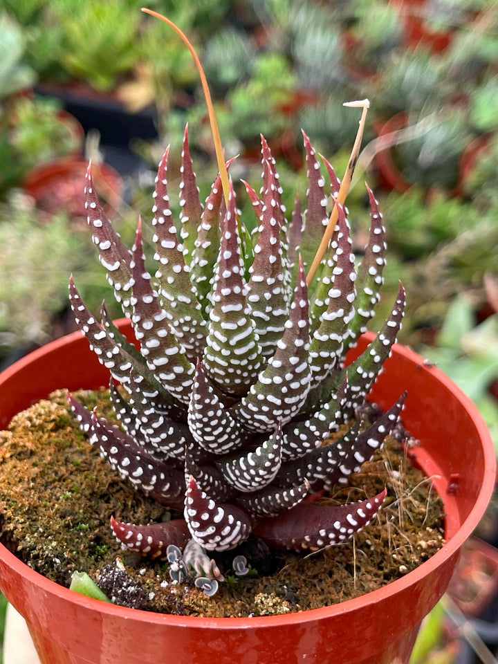 4” Haworthia Reinwardtii | Live Succulent | Live Plant