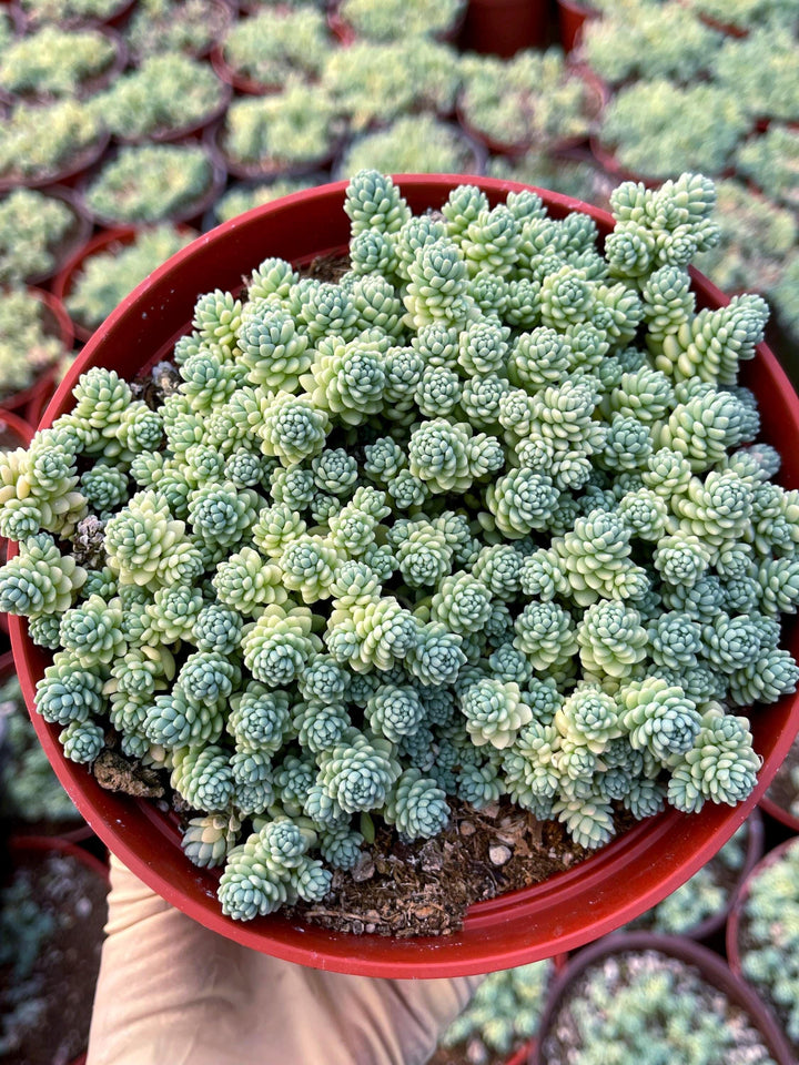 Sedum Dasyphyllum Major | Corsican Stonecrop | Blue Tears Sedum