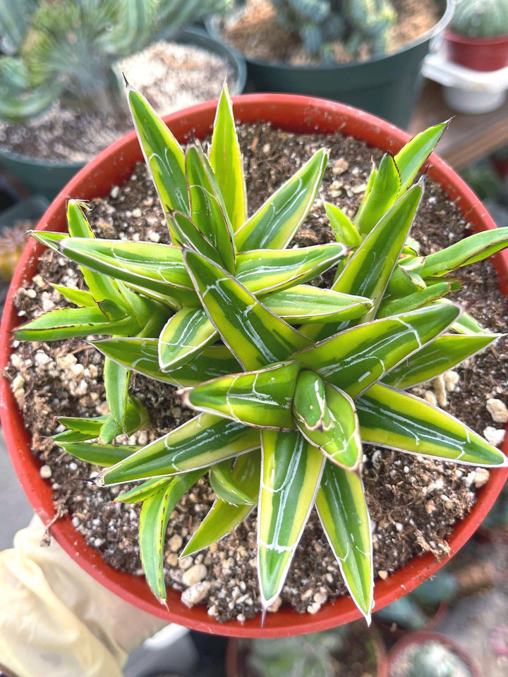 Variegated Agave Victoria | Rare Agave