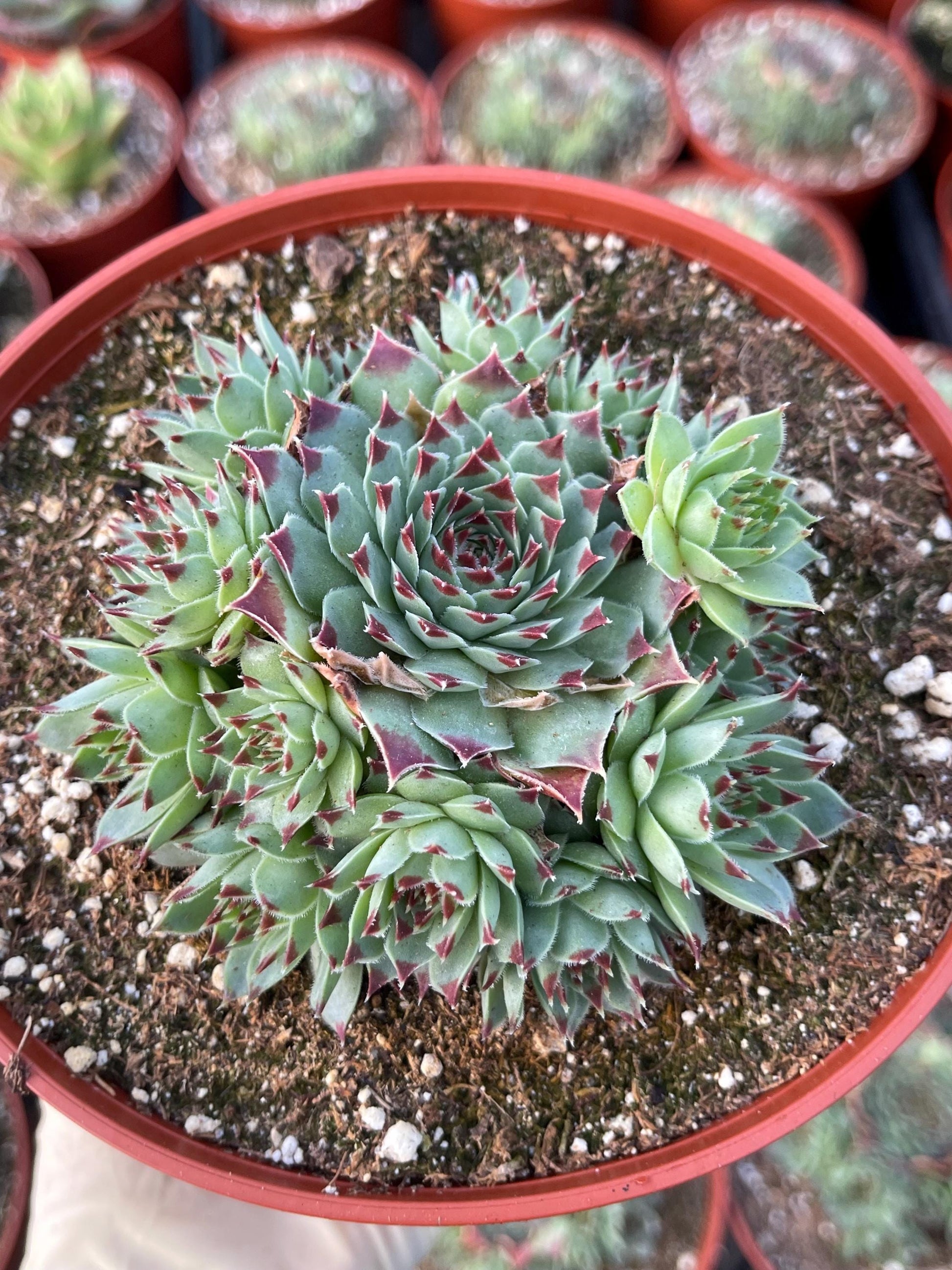 Hens & Chick Succulents | Sempervivum | Live Succulent