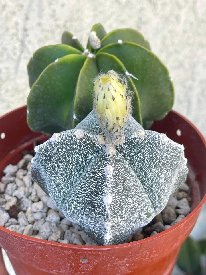 6” Astrophytum | Live Cactus | Live Plant