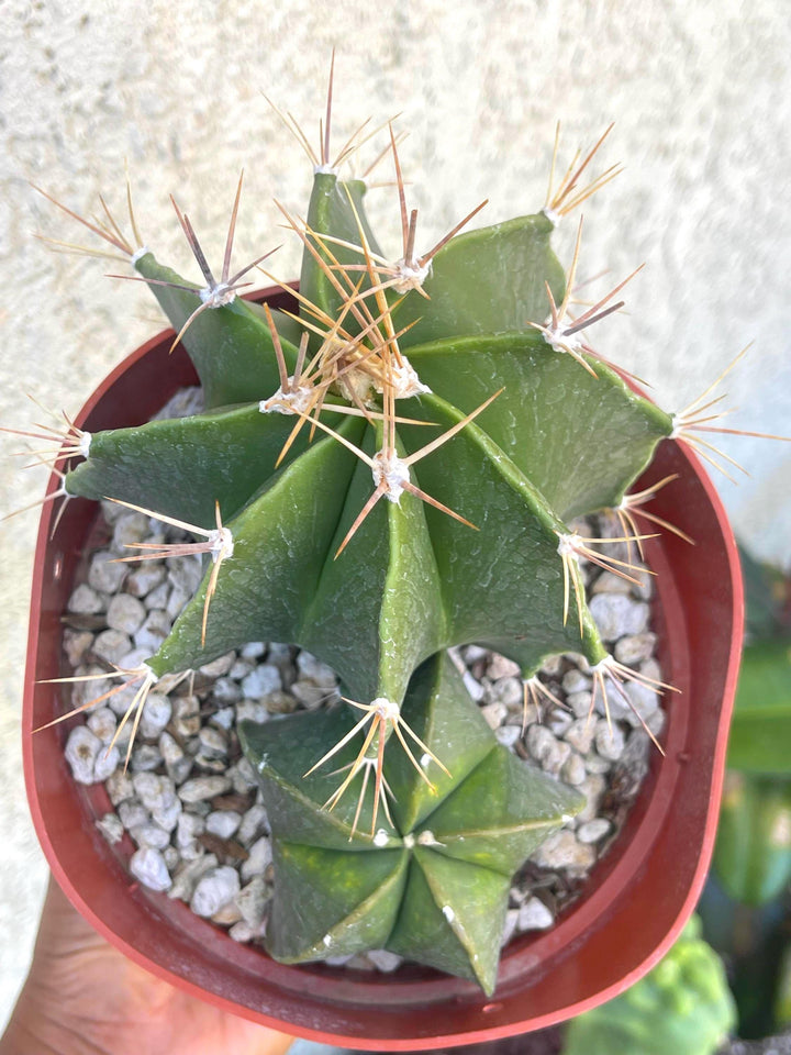 6” Astrophytum | Live Cactus | Live Plant