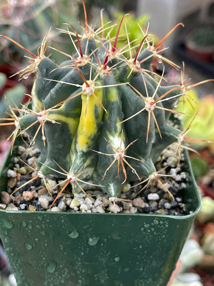 Variegated Ferocactus gracilis coloratus | Red Barrel Cactus | Rare Cactus | Live Plant