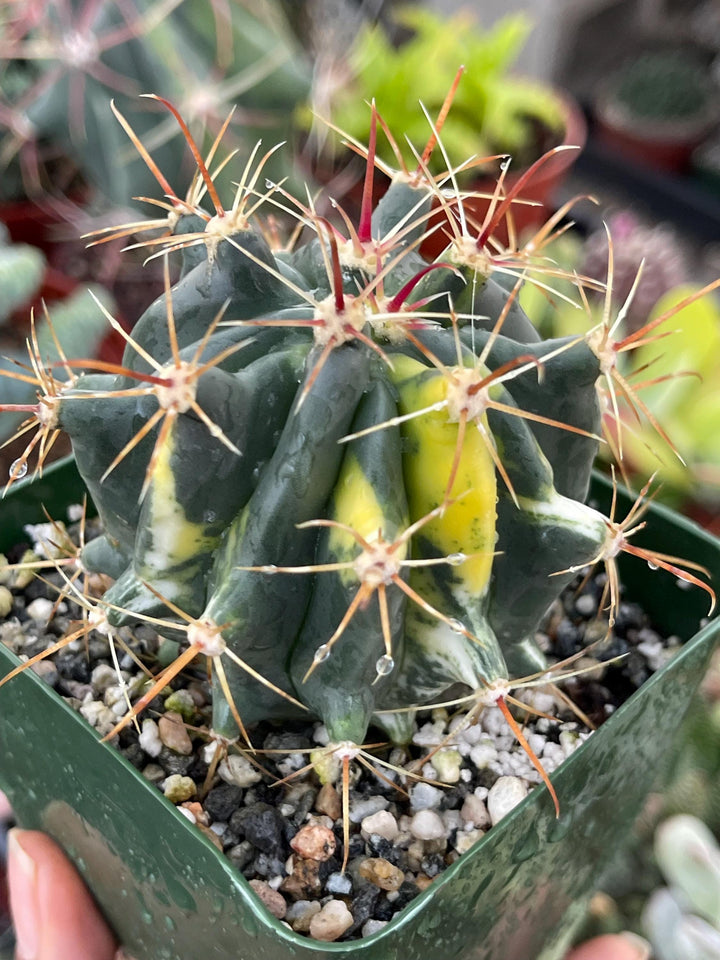 Variegated Ferocactus gracilis coloratus | Red Barrel Cactus | Rare Cactus | Live Plant