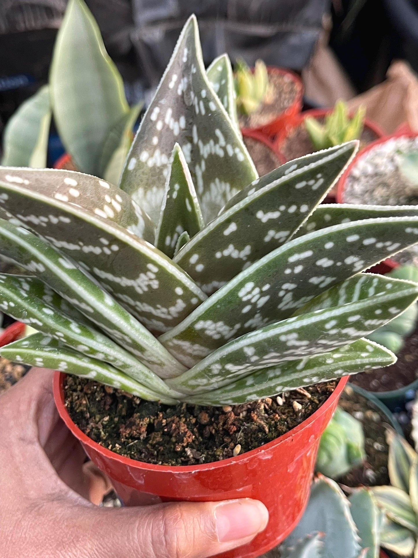 Tiger Aloe | Aloe variegata | Live Plant