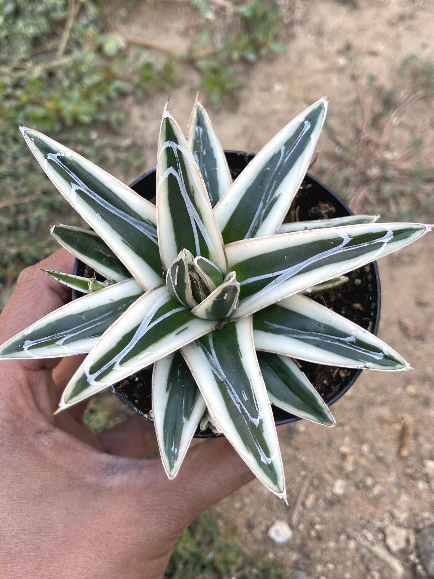 Agave White Rhino w/pup | Live Plant | Live Agave