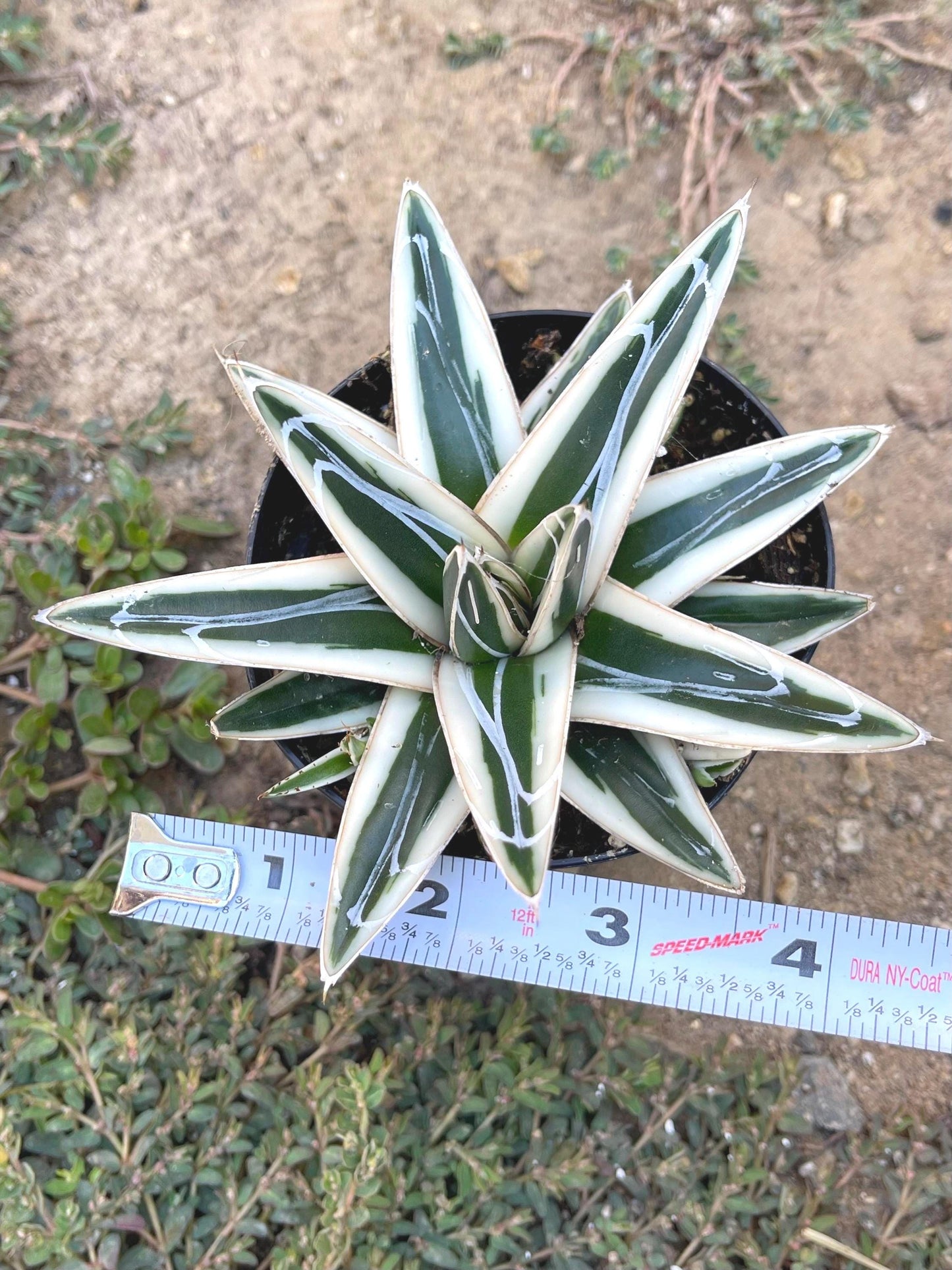 Agave White Rhino w/pup | Live Plant | Live Agave