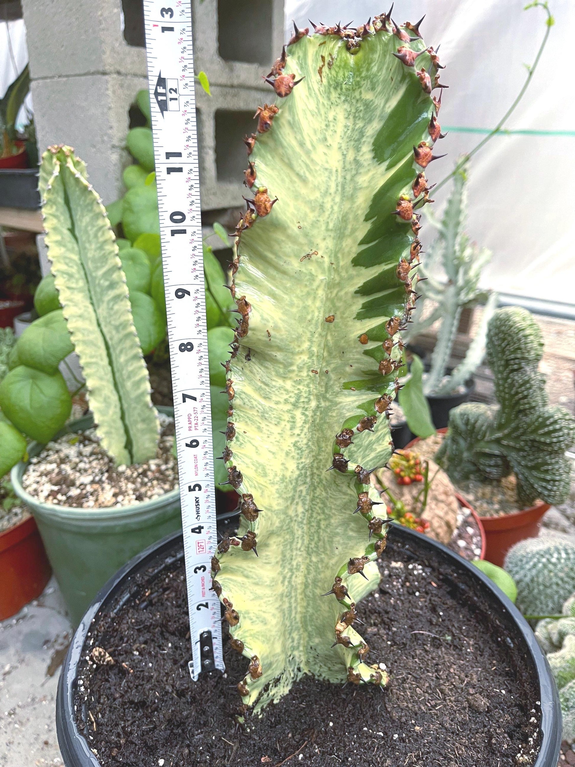 Large Euphobia Ammak with arms | African Candelabra Euphorbia | Live Cactus