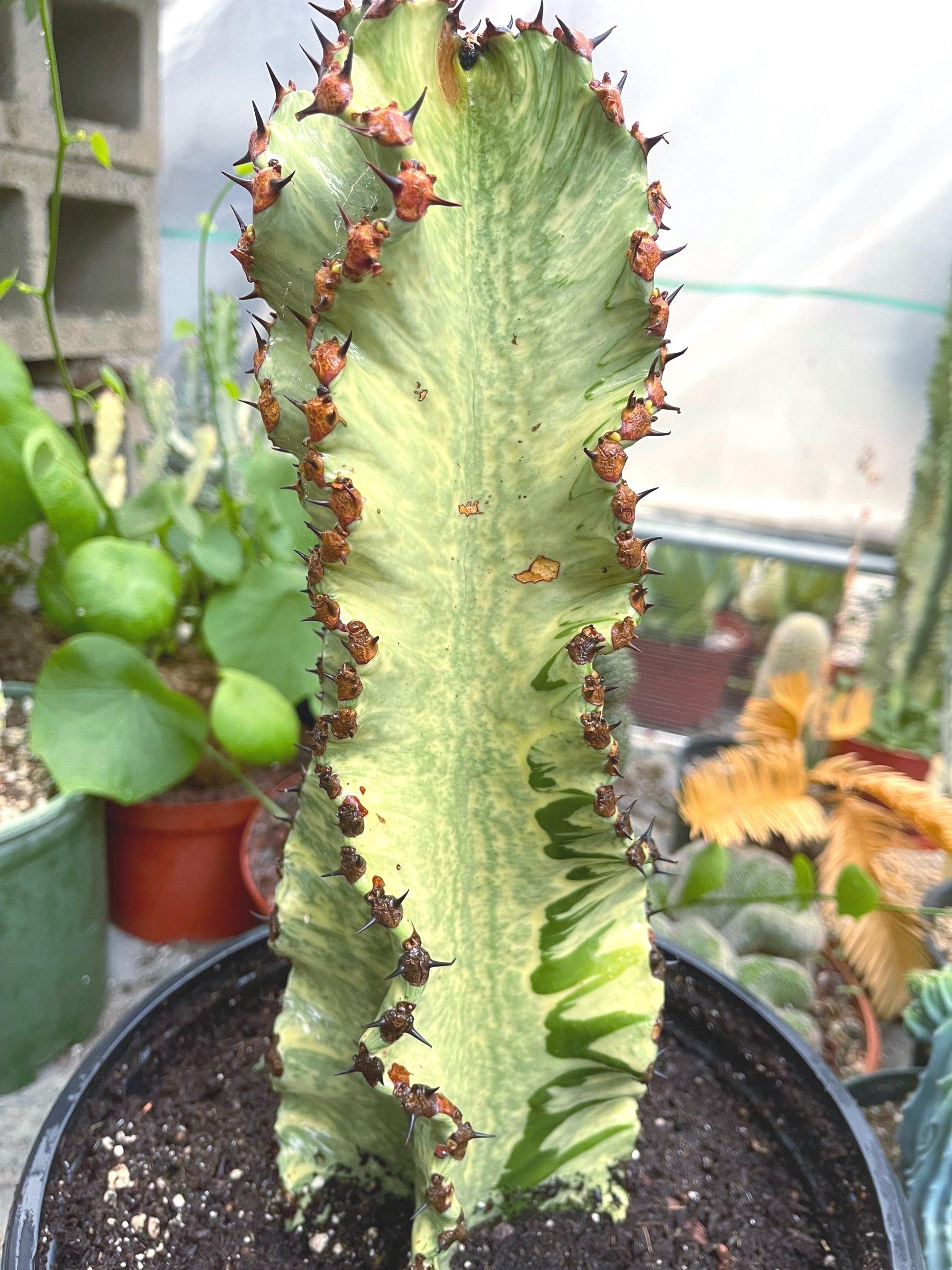 Large Euphobia Ammak with arms | African Candelabra Euphorbia | Live Cactus