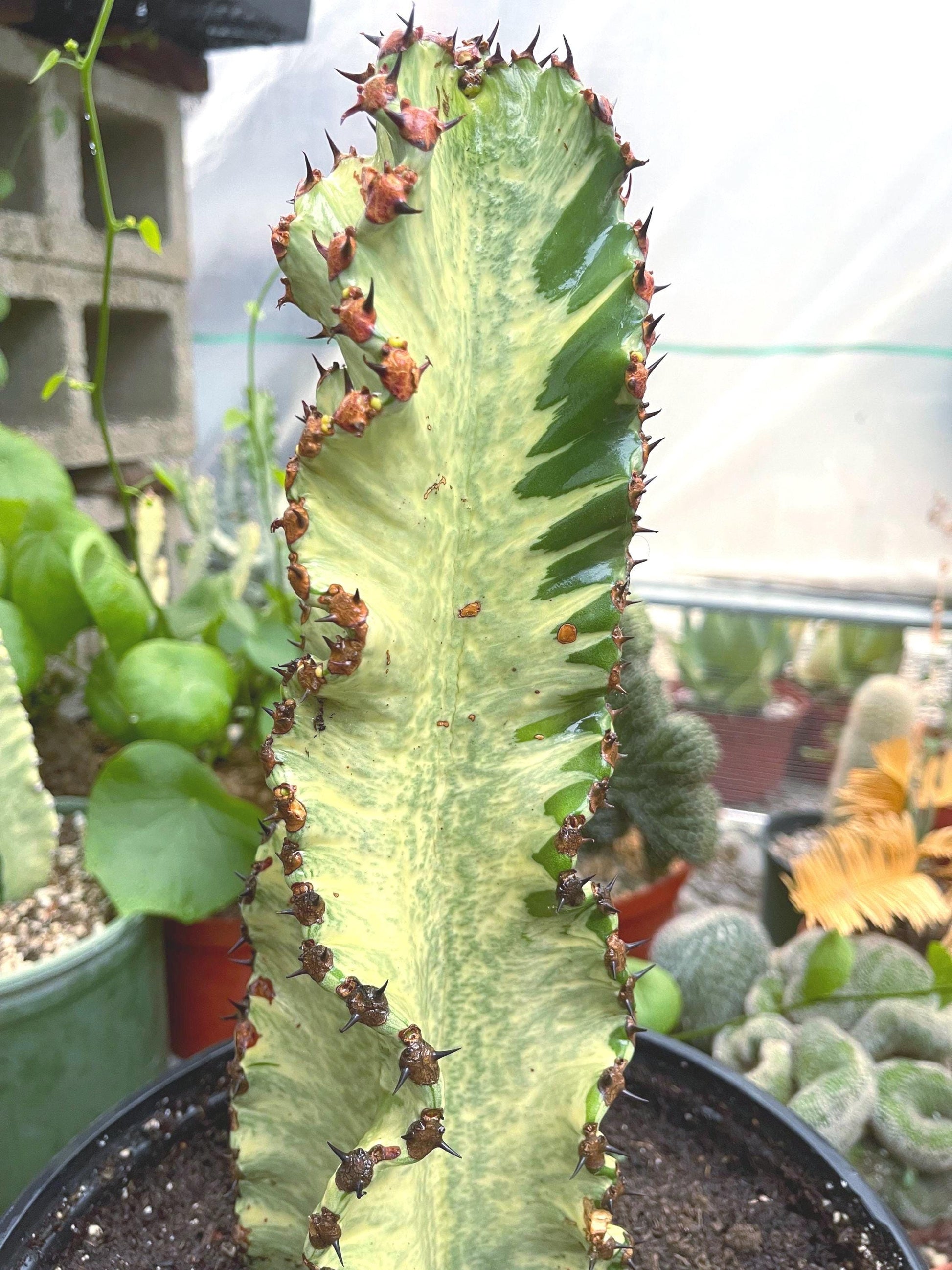 Large Euphobia Ammak with arms | African Candelabra Euphorbia | Live Cactus