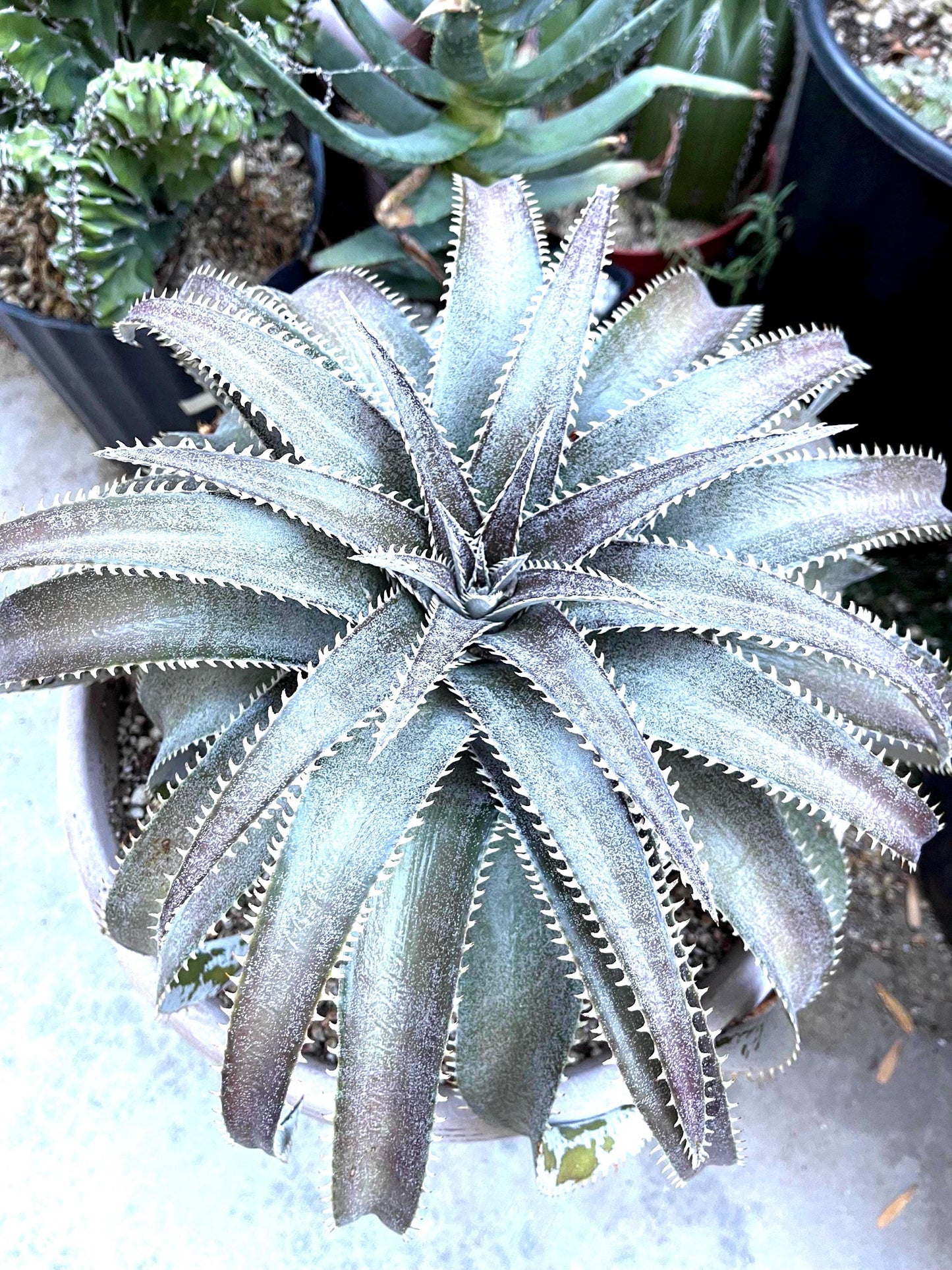 Dyckia Platyphylla | Live Plant | Live Succulent