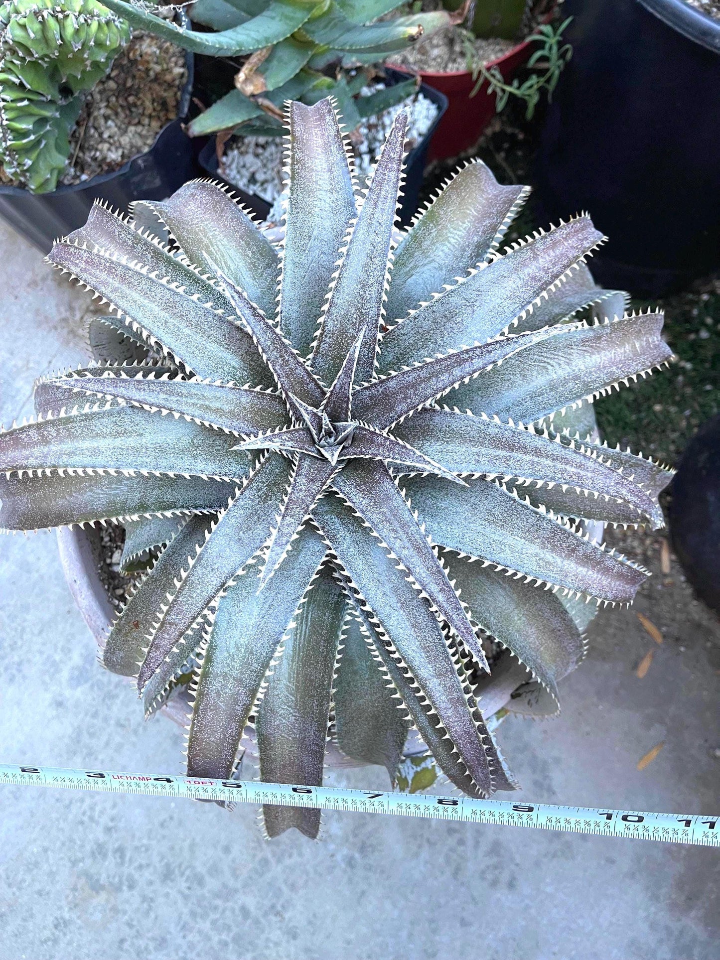 Dyckia Platyphylla | Live Plant | Live Succulent