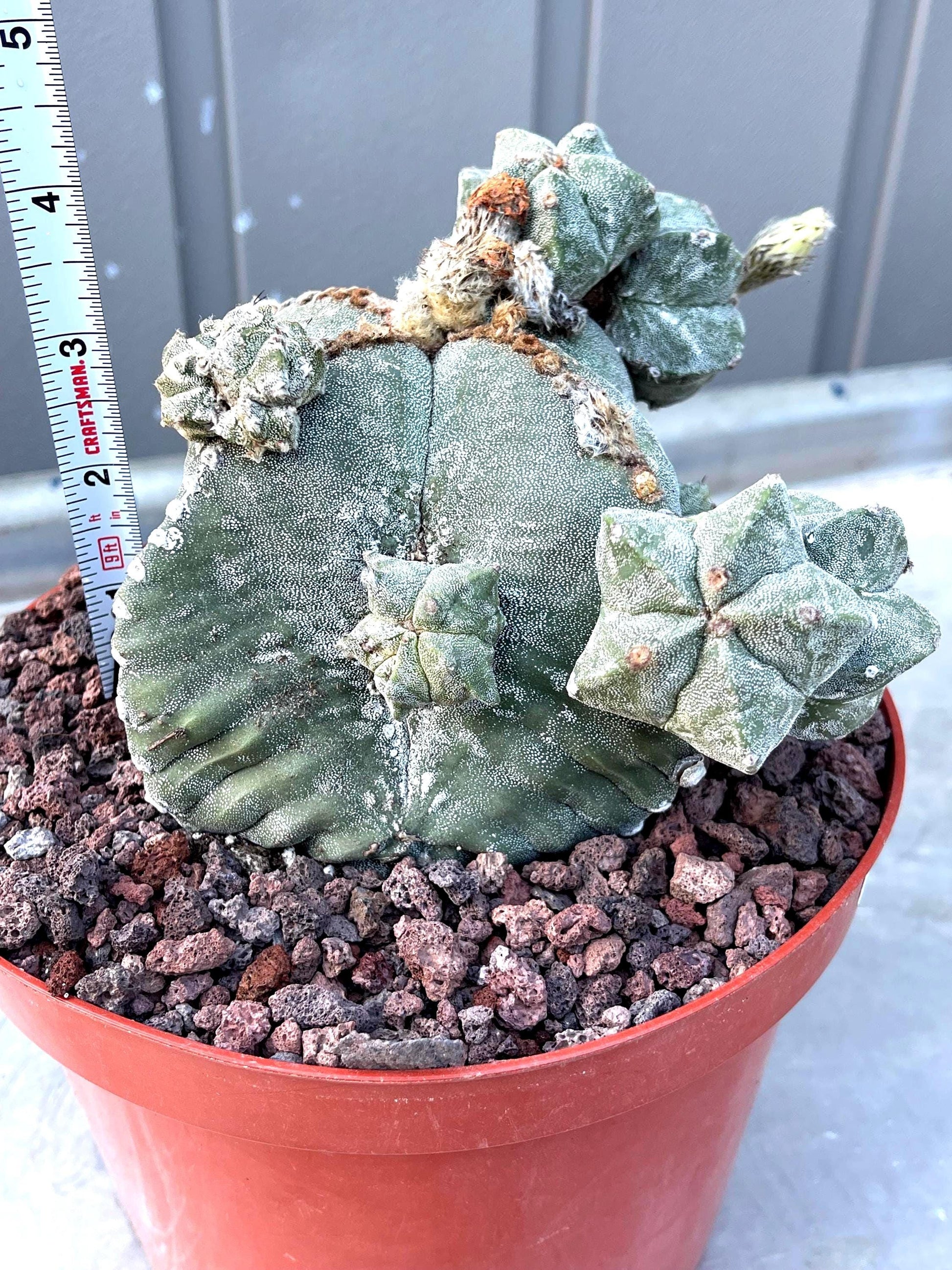 Large Astrophytum with pups | Rare Cactus | Live Plant