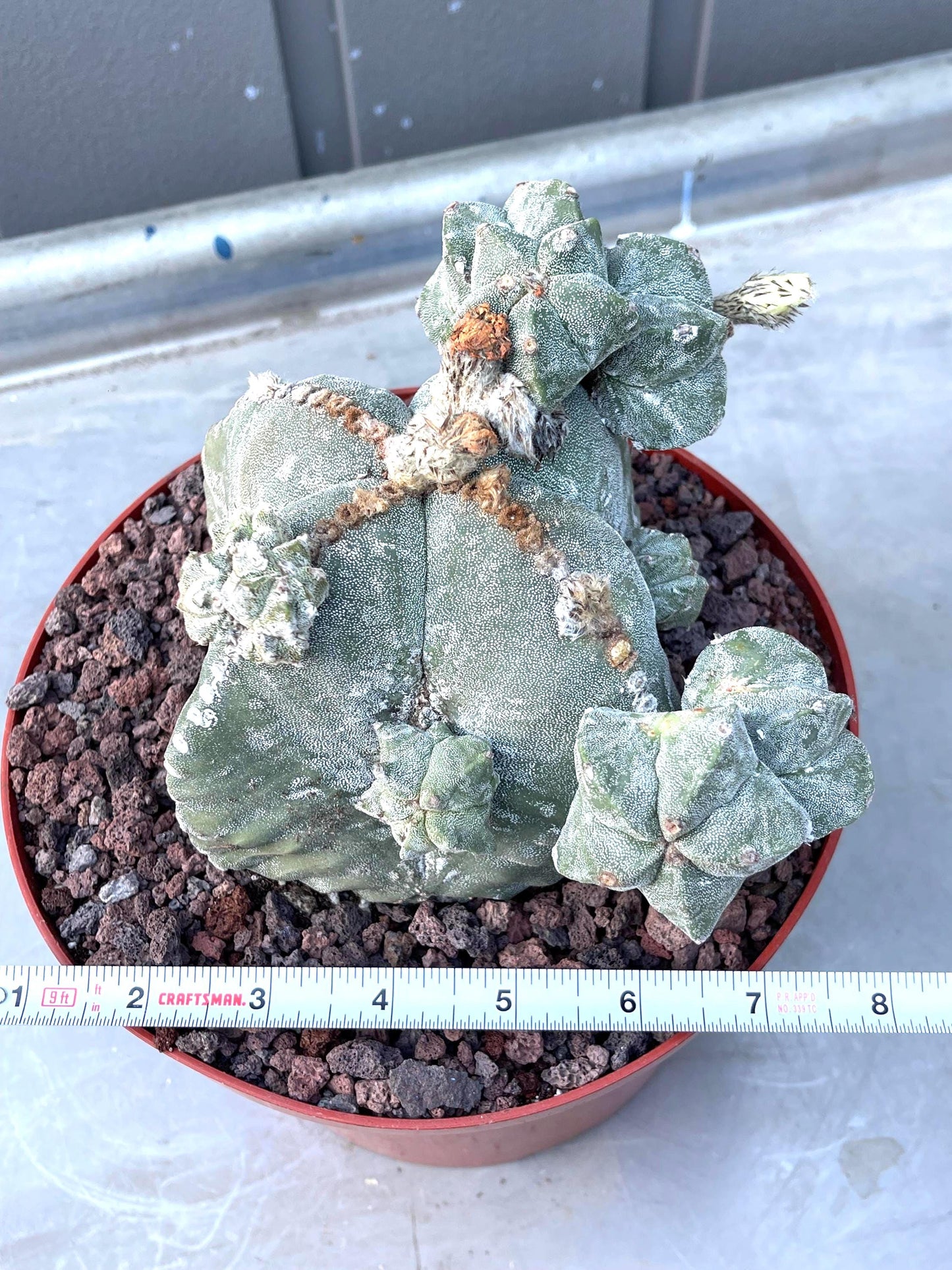 Large Astrophytum with pups | Rare Cactus | Live Plant