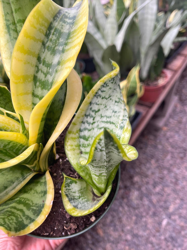 Twisted Sister Snake Plant | Tornado | Sanseveria Trifasciata