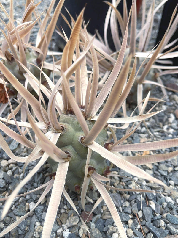 5” Tephrocactus articulatus | Paper Spine Cactus | Live Cactus